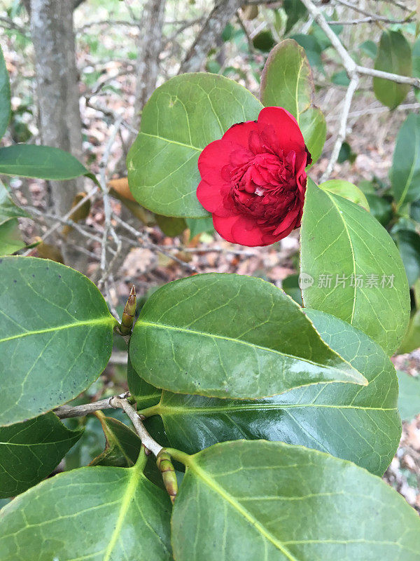 红色的山茶花盛开