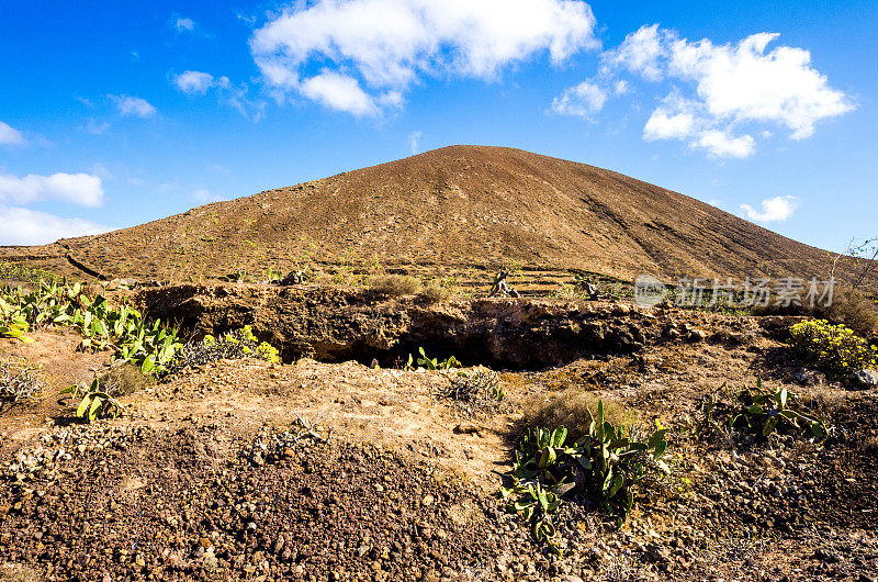 火山guaitza仙人掌lanzarote