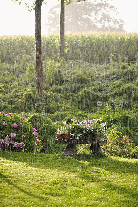 夏雨