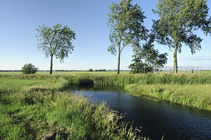 荷兰有沟渠和树木的乡村景观