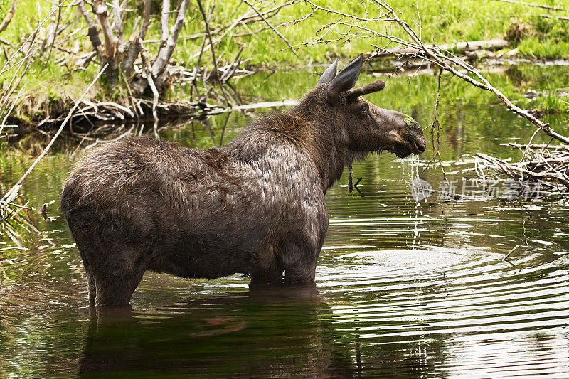 麋鹿:流口水的动物