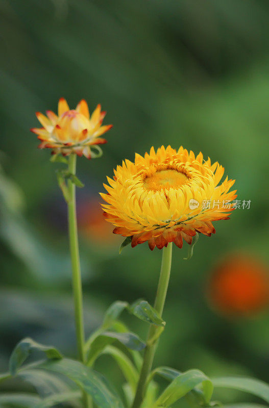 黄金strawflower