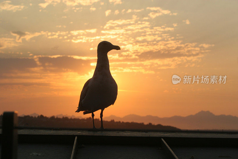 轮廓的海鸥