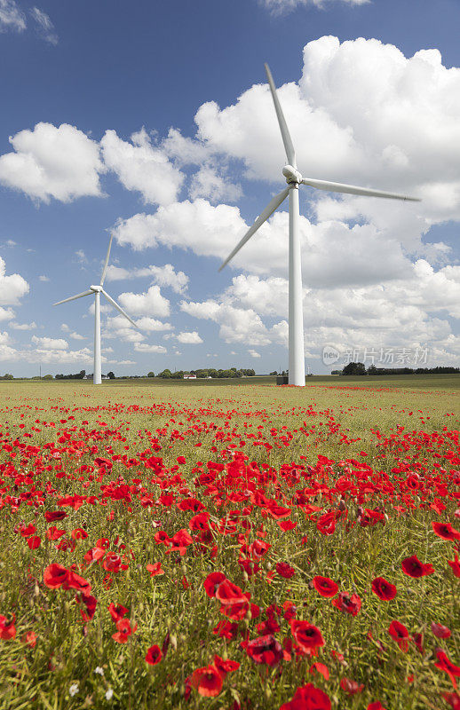 红色罂粟田里的风力涡轮机。蓝色的天空。