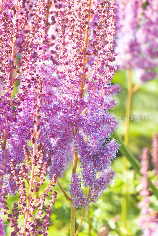 Astilbe(对)花