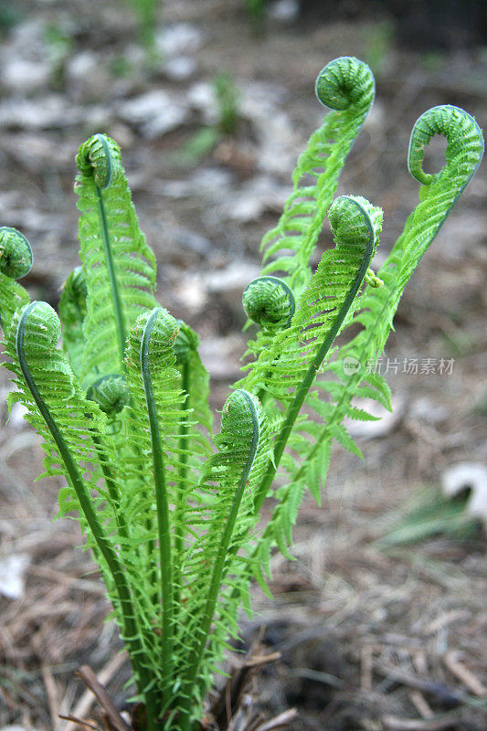 小蕨类植物