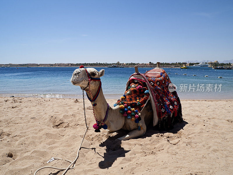 红海海滩上的骆驼