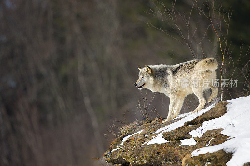 野地悬崖上的灰狼。