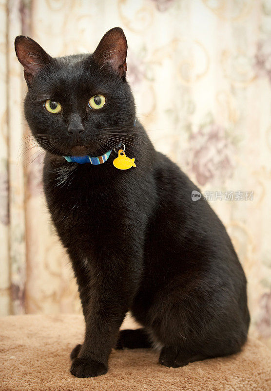工作室肖像英俊的黑猫