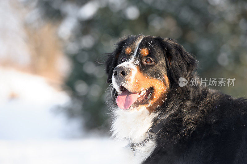 伯恩斯山地犬简介