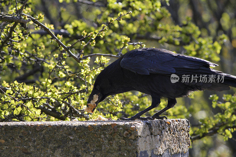 黑腐乌鸦乌鸦嘴塞满了面包