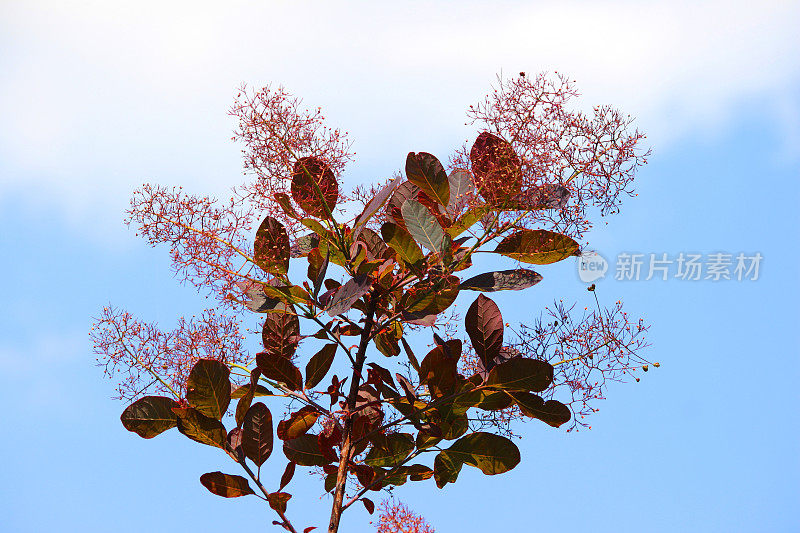 紫烟灌木花的图像，黄栌“皇家紫”