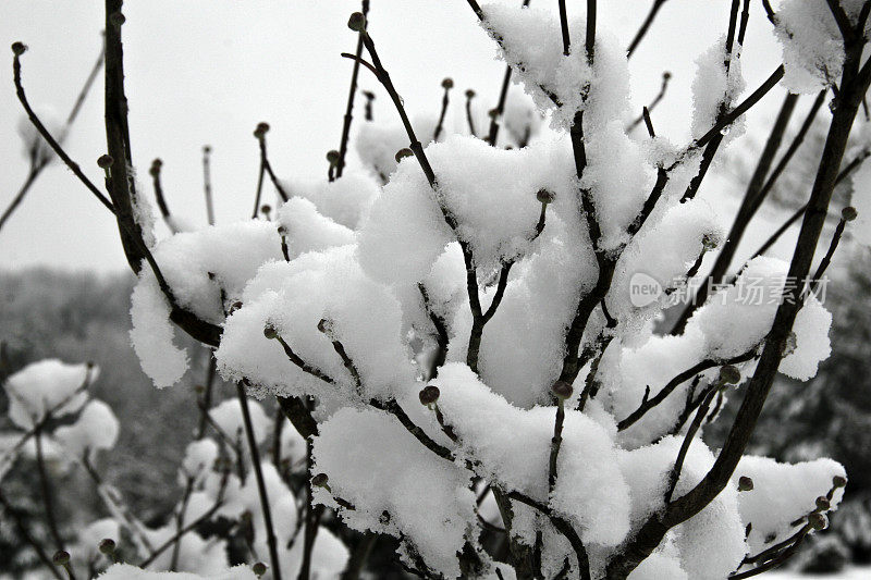 山茱萸在雪