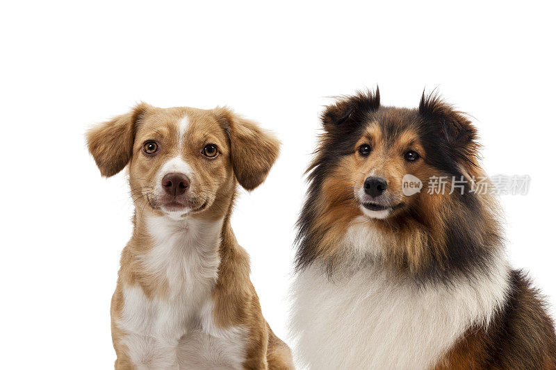 两只狗的肖像