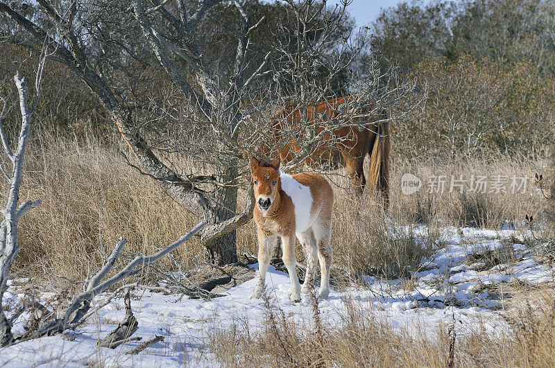 Assateague“小马