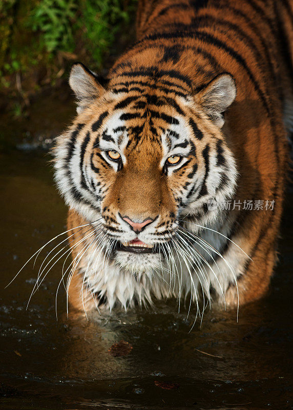 美丽的老虎站在水里