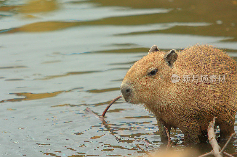 小cavidae进入池塘