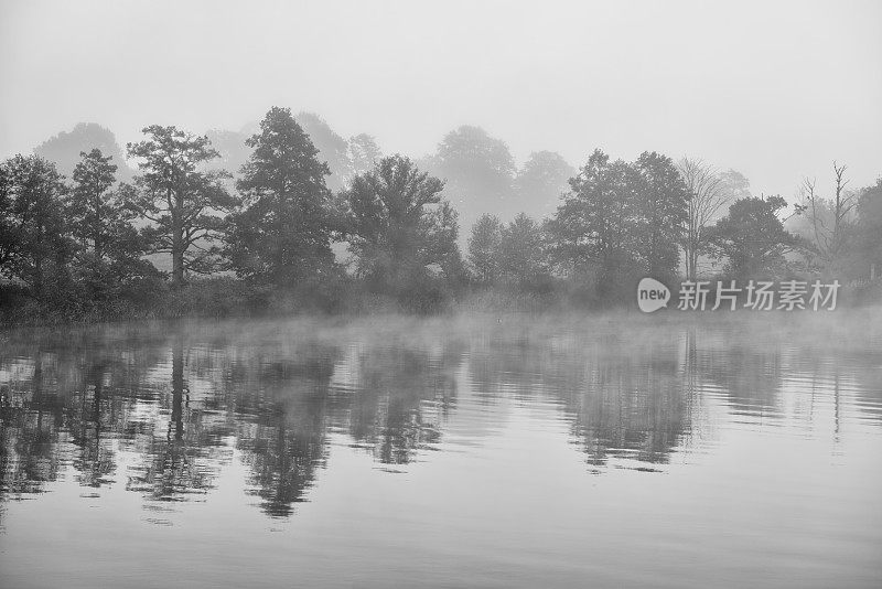 雾中湖边一排树