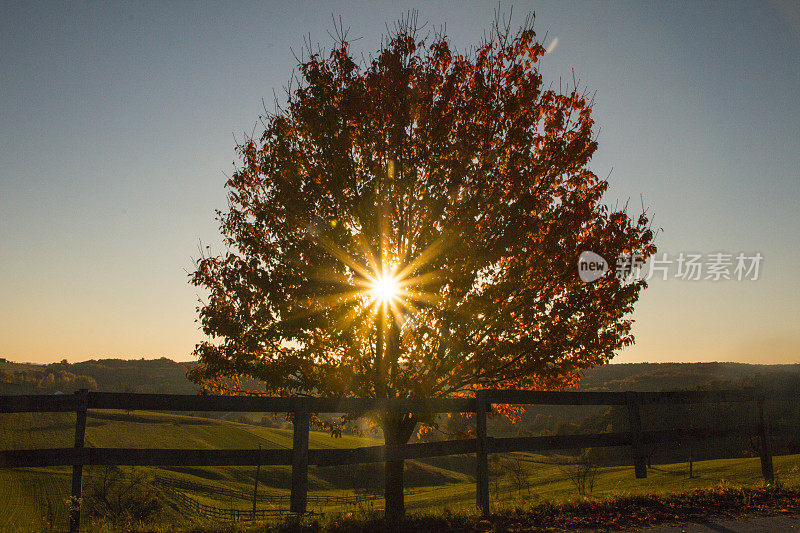 阳光穿过秋天的树和篱笆