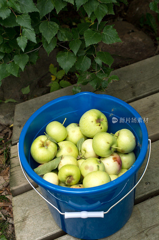 草原自家种的苹果在蓝桶里
