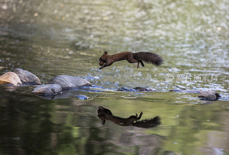 松鼠咬着松果跑过一条河