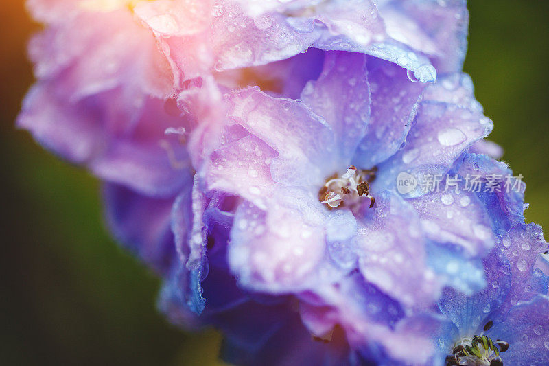 雨后的蓝花