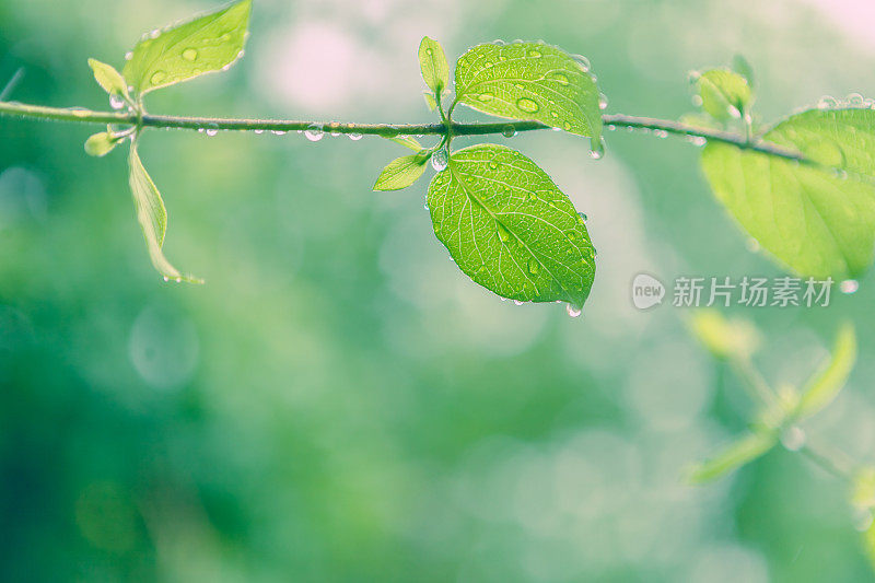 大自然的背景——春雨中的湿叶