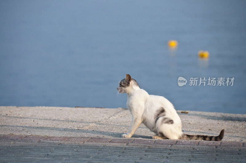 港口的猫