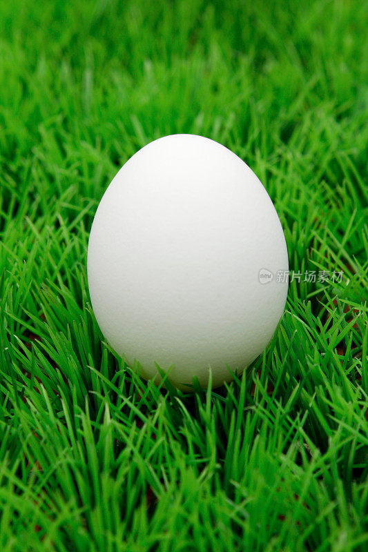 鸡蛋在草地上