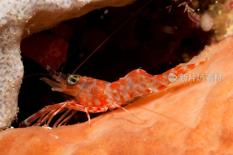 红夜虾坐在布纳肯岛的海绵上