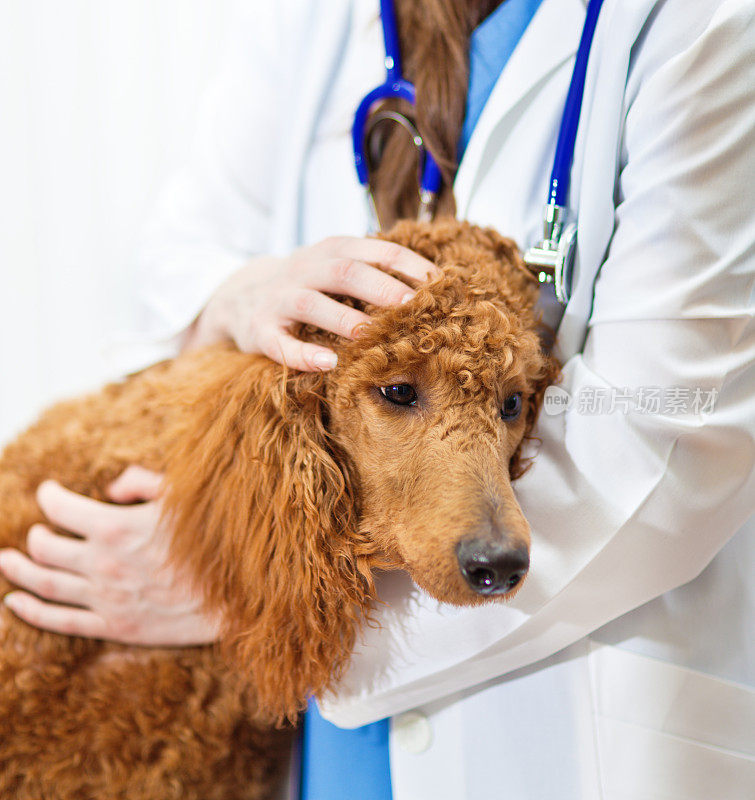 在动物诊所医院做兽医的狗病人