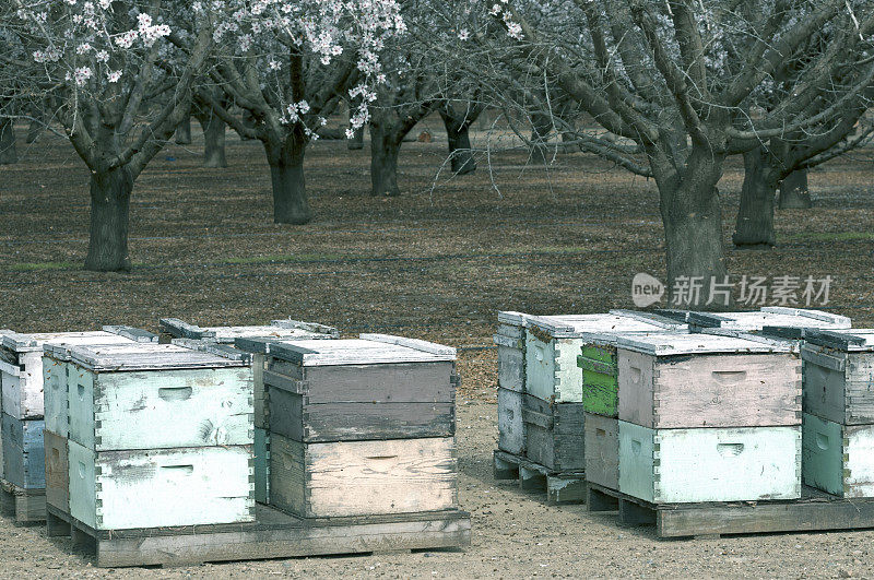 加利福尼亚北部的蜂箱和杏树园