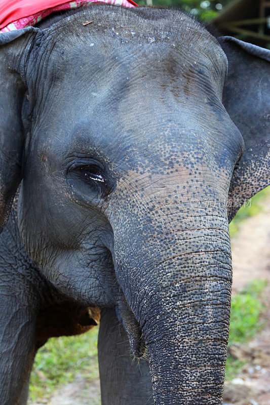 印度尼西亚:坎巴斯国家公园里的大象