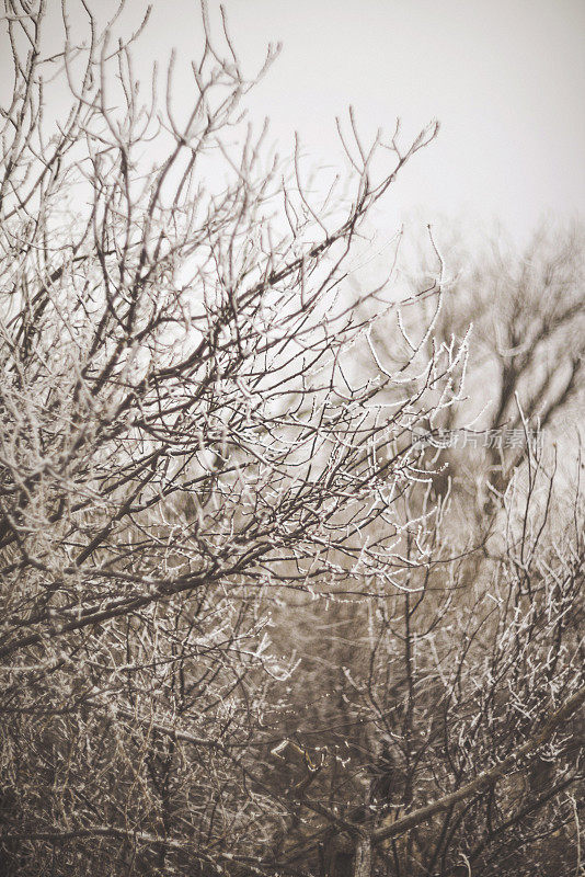 柔软的冬天风景裸露的树木和草地在雪