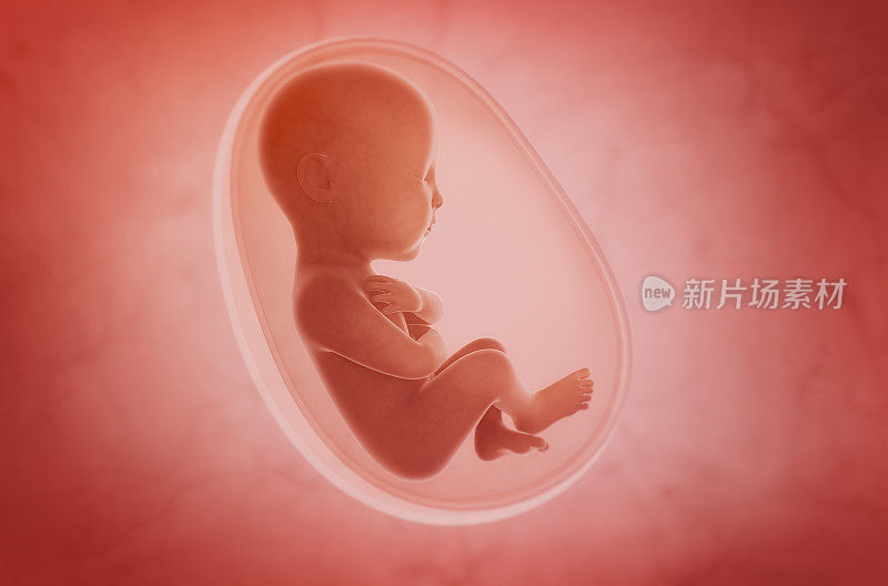 子宫内的胎儿