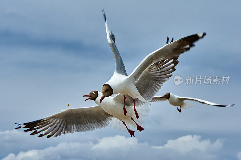 两只飞翔的海鸥在空中争夺食物