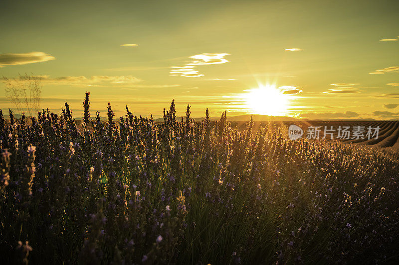 夕阳下的薰衣草田