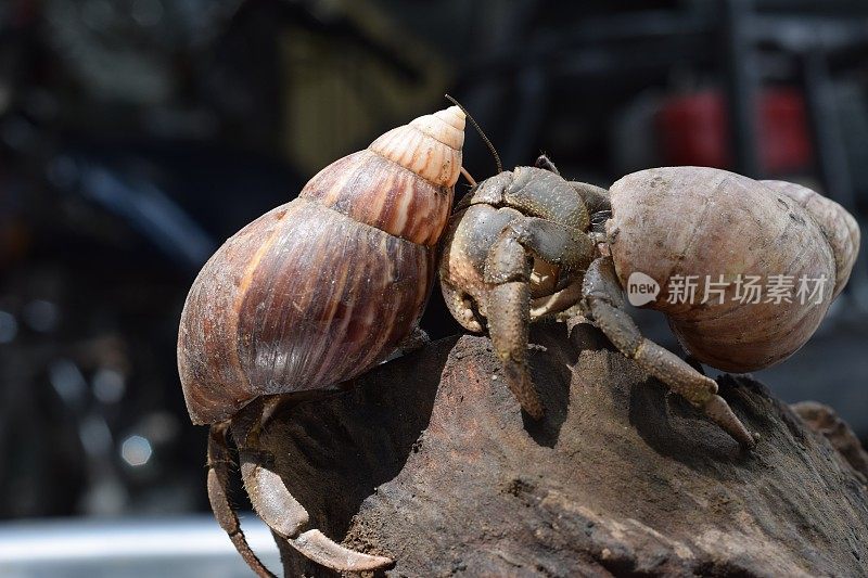 两只寄居蟹在黑色的日本蜗牛壳里找到了回家的路