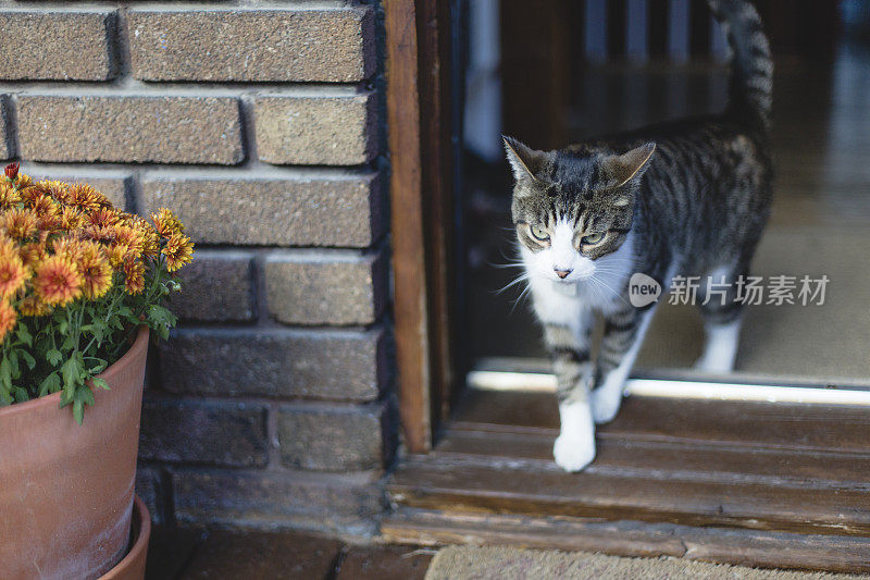 虎斑猫在前门