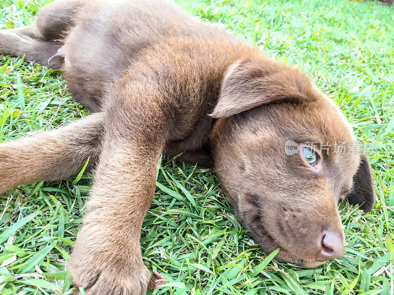 快乐的年轻巧克力拉布拉多小狗躺在草地上