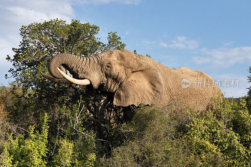 南非阿多大象国家公园的大象