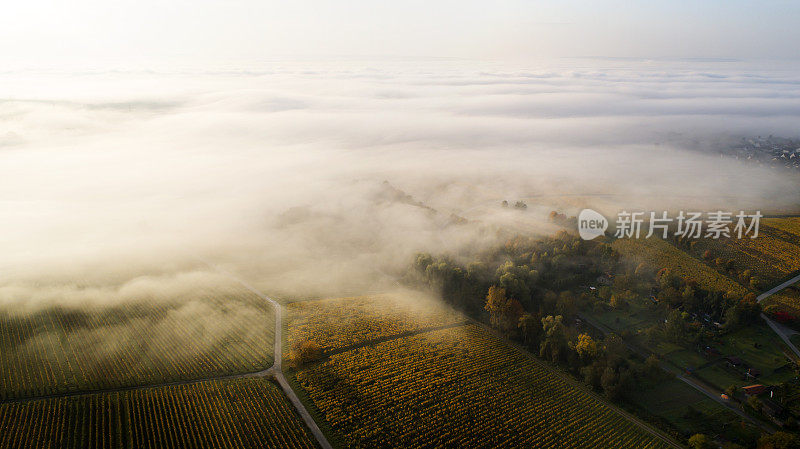 莱茵高的葡萄园，秋天雾气弥漫