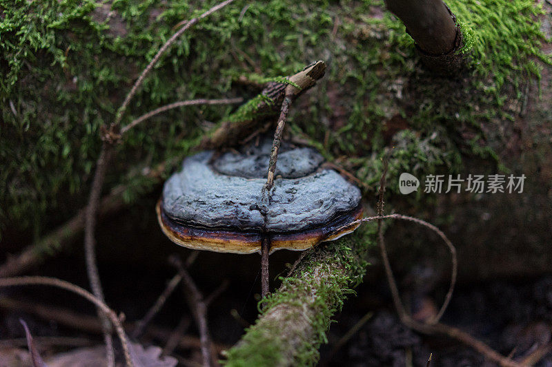 树干上长有霉菌的蘑菇
