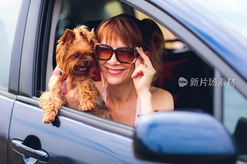 车上有一只约克郡犬和一个女人