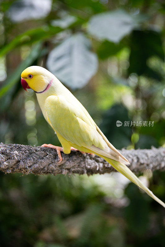 黄色小鸟泰国。