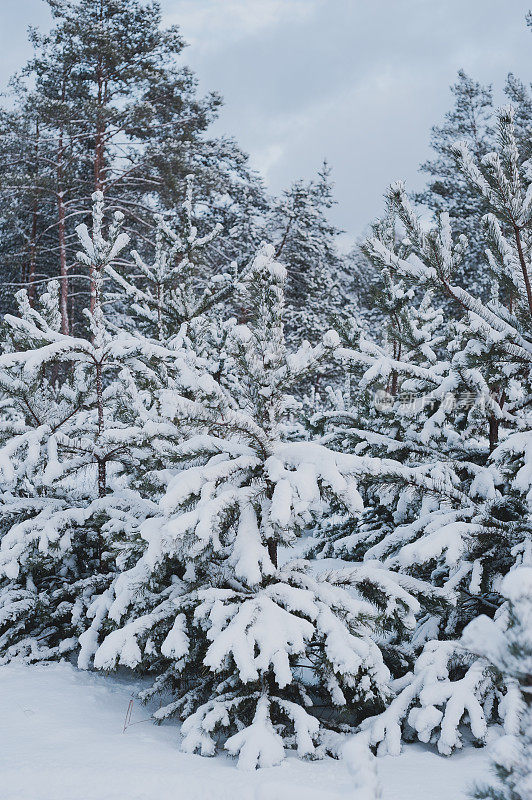 奇妙的冬日森林里白雪覆盖的大树户外拍摄