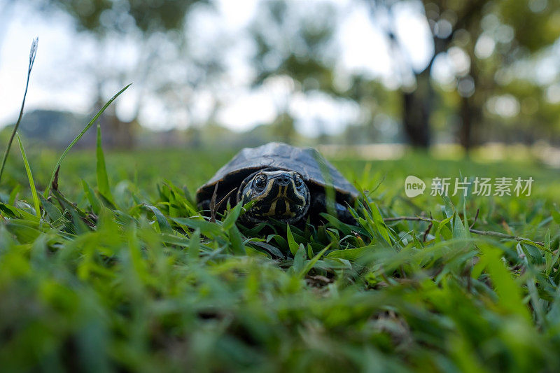一只小陆龟在公园的绿草地上散步。