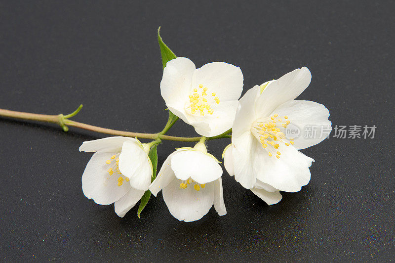 这是茉莉花的一枝。孤立的白色茉莉花。