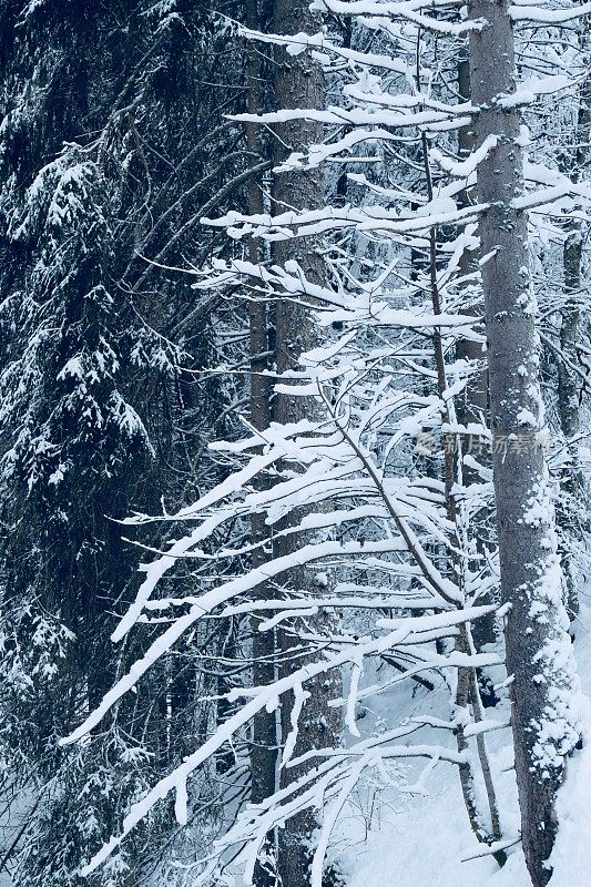 在欧洲阿尔卑斯山脉，冰雪覆盖的冬季景观和森林