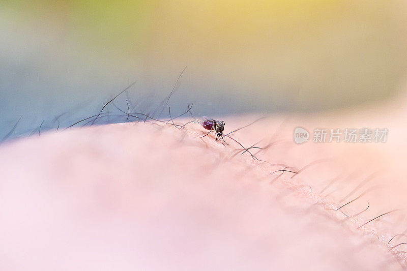 蚊子通过人体皮肤吸血